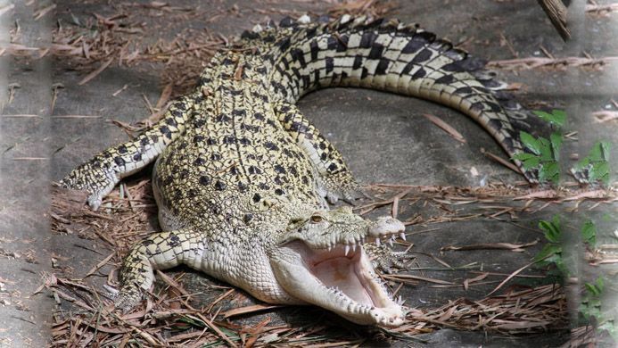 Крокодил з'їв футболіста у Мозамбіку Крокодил з'їв футболіста у Мозамбіку