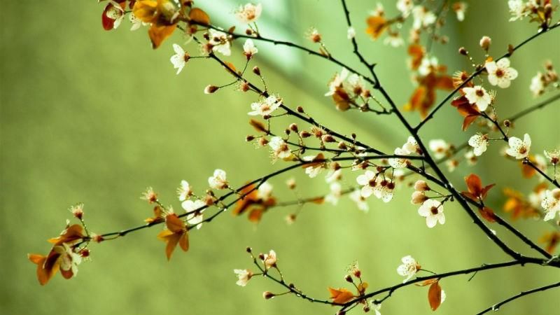 Як довго протримається весняне тепло в Україні: прогноз синоптиків Як довго протримається весняне тепло в Україні: прогноз синоптиків