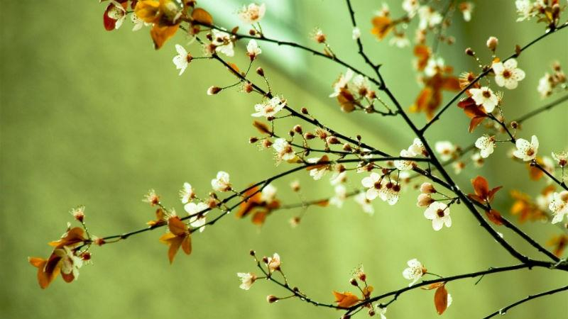 Как долго продержится весеннее тепло в Украине: прогноз синоптиков