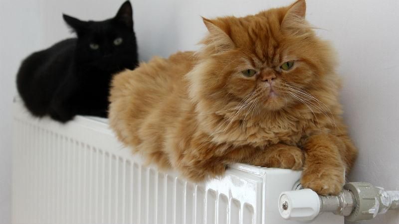 Сотні киян вимагають відключення опалення Сотні киян вимагають відключення опалення