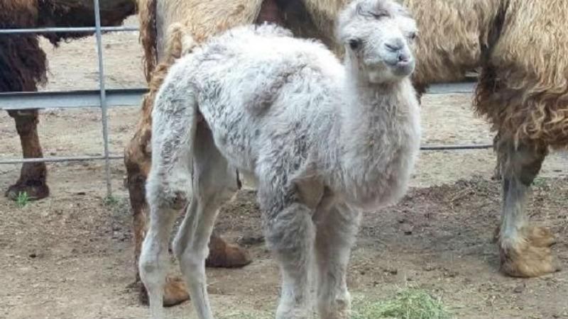 В Харьковском зоопарке появилось пополнение В Харьковском зоопарке появилось пополнение