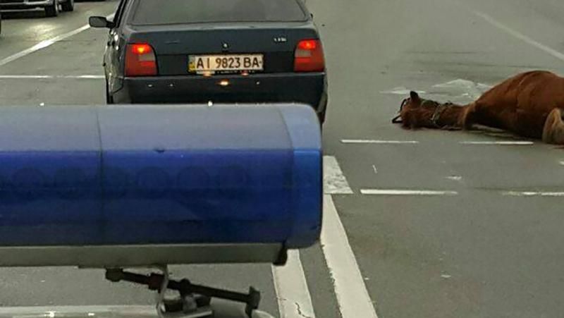 Смертельное ДТП с лошадьми произошло в Киеве (18+) Смертельное ДТП с лошадьми произошло в Киеве (18+)