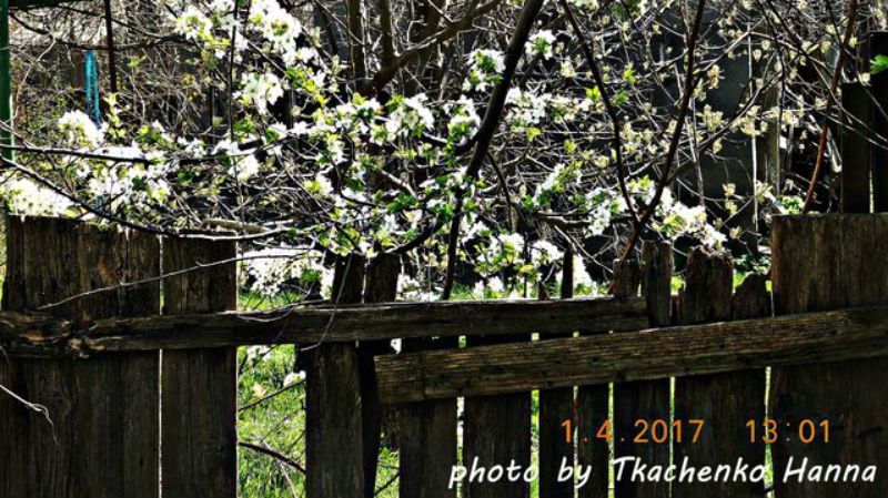 Фото дня: на Одещині розцвіли дерева Фото дня: на Одещині розцвіли дерева