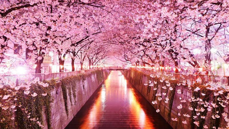 Захопливе видовище: в Японії розцвіли сакури Захопливе видовище: в Японії розцвіли сакури