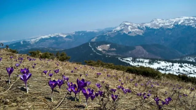 Відпочинок на травневі: мальовниче Закарпаття Відпочинок на травневі: мальовниче Закарпаття