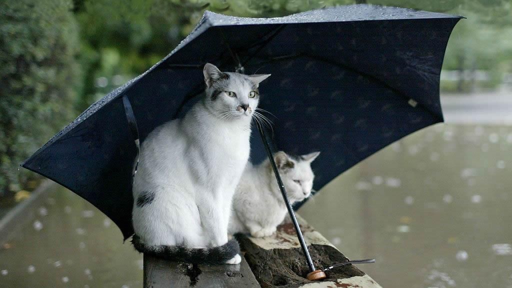 Прогноз погоды на 7 апреля: в Украину идет холодный атмосферный фронт Прогноз погоды на 7 апреля: в Украину идет холодный атмосферный фронт