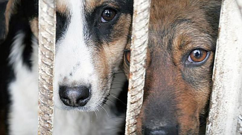 Догхантерів в Україні хочуть саджати на вісім років за ґрати Догхантерів в Україні хочуть саджати на вісім років за ґрати