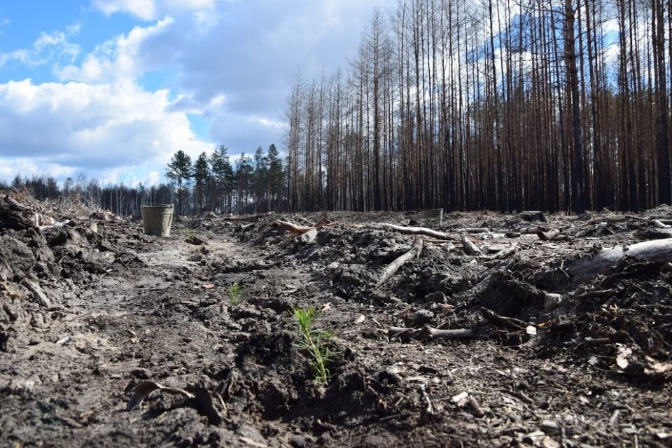 Чернобыльскую зону засадят лесом