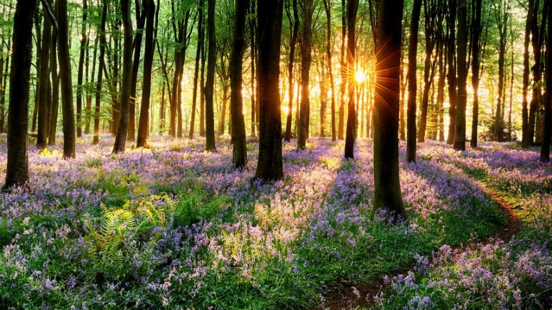 Прогноз погоды на 10 апреля: синоптики прогнозируют заморозки и небольшие дожди