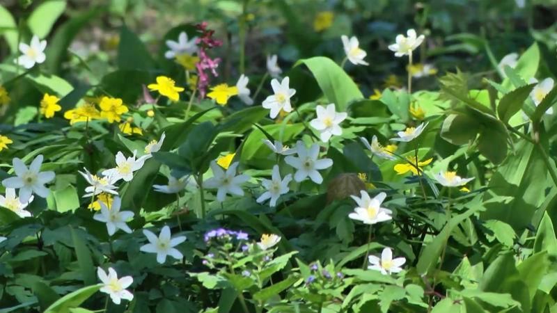 Львовский ботанический сад поразил посетителей невероятными первоцветами