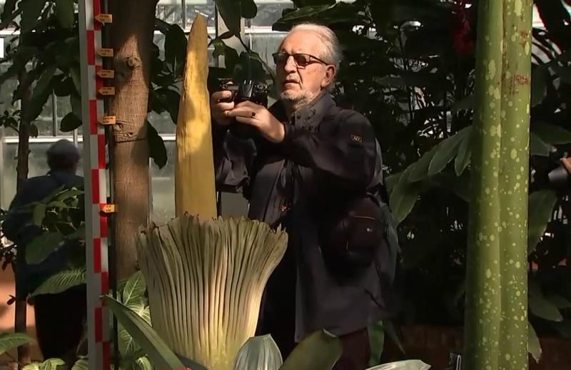 В Бельгии расцвели редкие "трупные цветы": это происходит раз в 10 лет
В Бельгии расцвели редкие "трупные цветы": это происходит раз в 10 лет