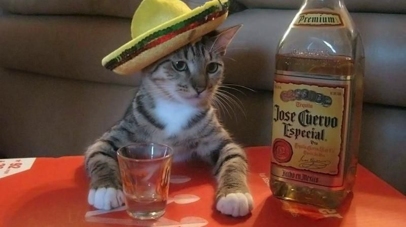 Суд зобов'язав мерію скасувати заборону на продаж алкоголю після 23:00
Суд зобов'язав мерію скасувати заборону на продаж алкоголю після 23:00