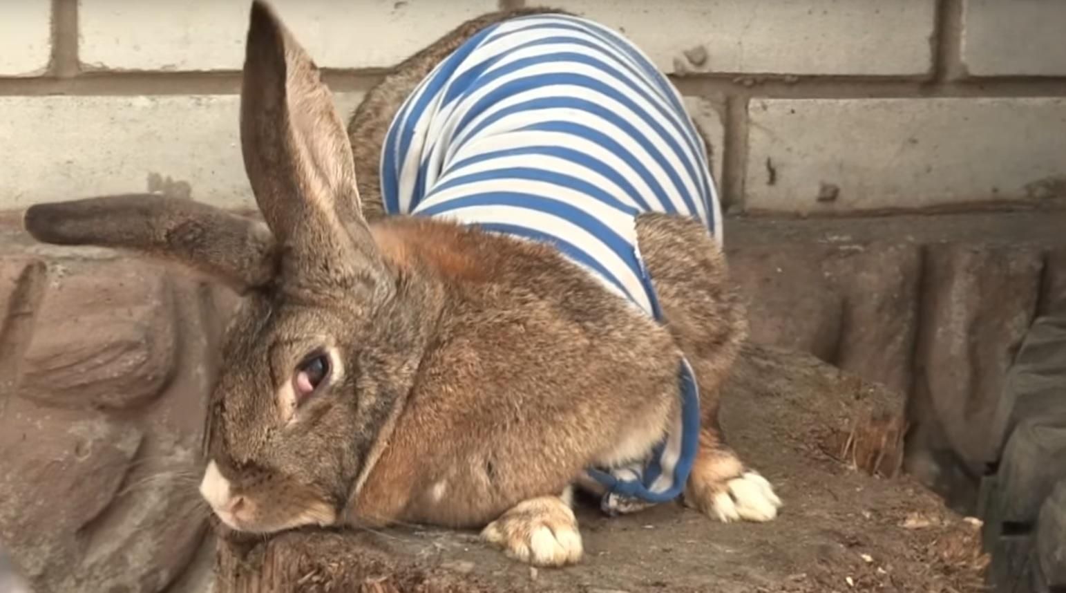 Військові з передової показали свій незвичний талісман Військові з передової показали свій незвичний талісман