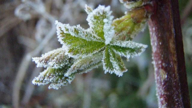 Прогноз погоды на 15 апреля: заморозки и дожди Прогноз погоды на 15 апреля: заморозки и дожди