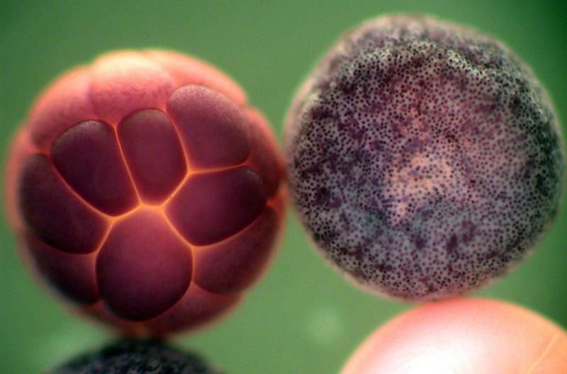 Ученые опубликовали впечатляющий ролик, как из яйцеклетки образуется новая жизнь