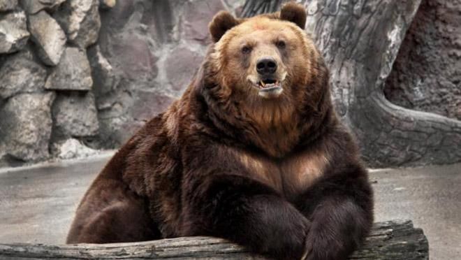 В черкасском зоопарке открыли уникальный комплекс для хищных животных В черкасском зоопарке открыли уникальный комплекс для хищных животных