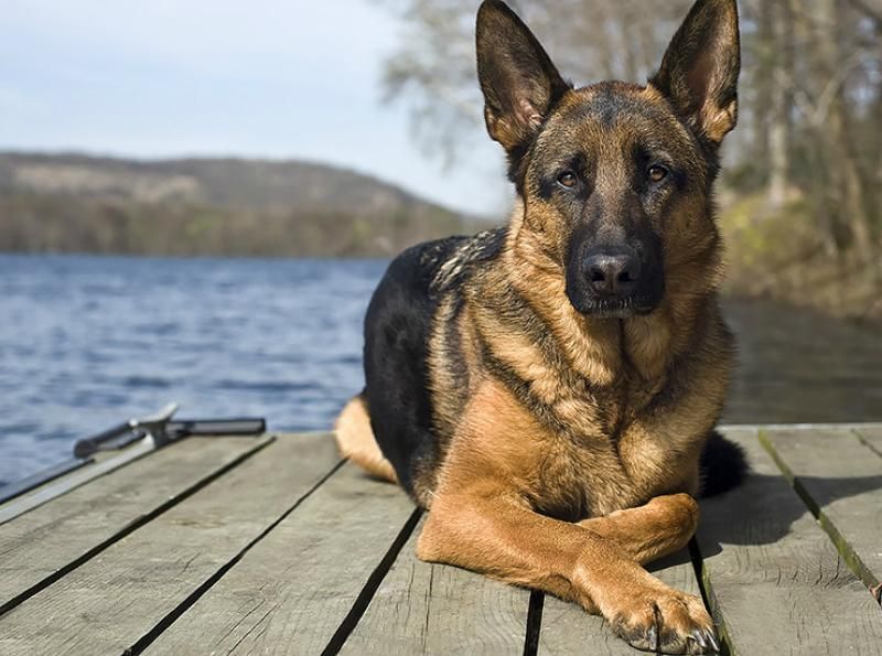 Чоловік отримав кілька вогнепальних поранень, захищаючи свого собаку
Чоловік отримав кілька вогнепальних поранень, захищаючи свого собаку