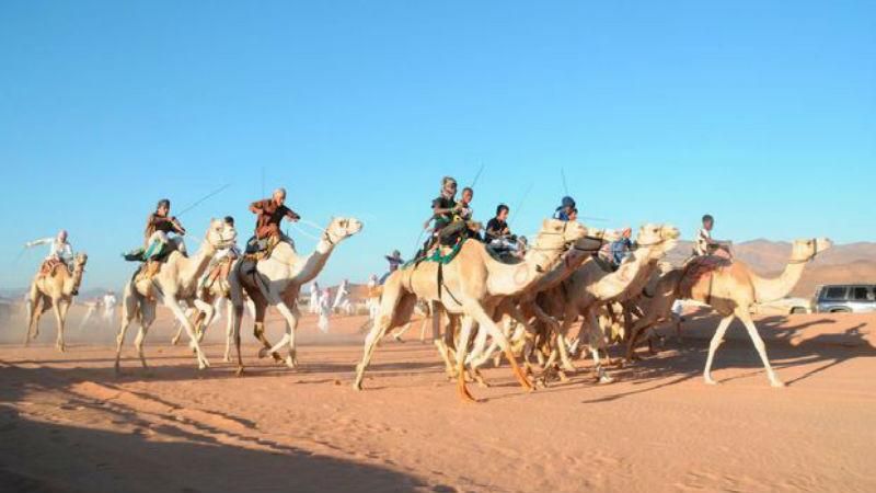 В Дубае определили самого быстрого верблюда В Дубае определили самого быстрого верблюда