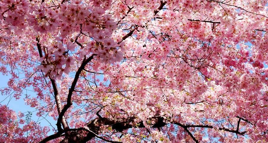 На Закарпатье из Японии привезли 2,5 тысячи деревьев сакуры