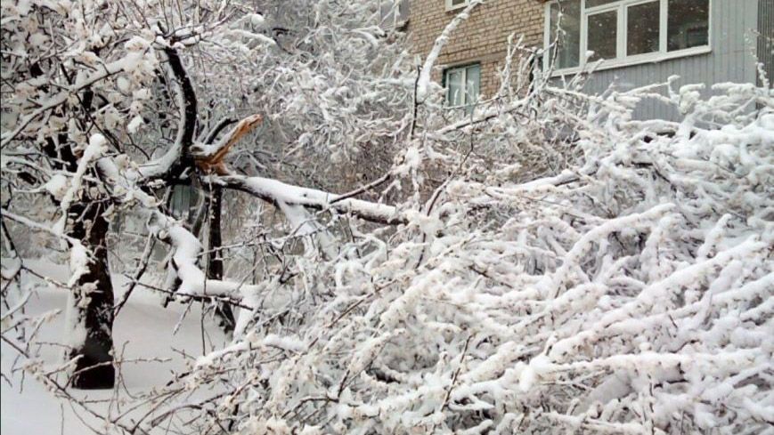 Хуртовина лютує у Харкові: повалено понад півсотні дерев