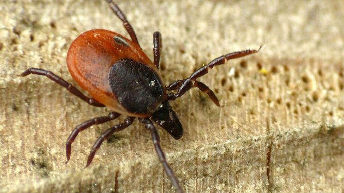 Опасные насекомые: украинцев предупредили об активации клещей