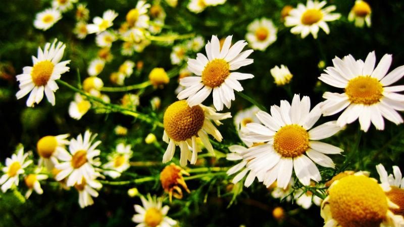 Синоптик рассказала, когда в Украину придет настоящее весеннее тепло Синоптик рассказала, когда в Украину придет настоящее весеннее тепло