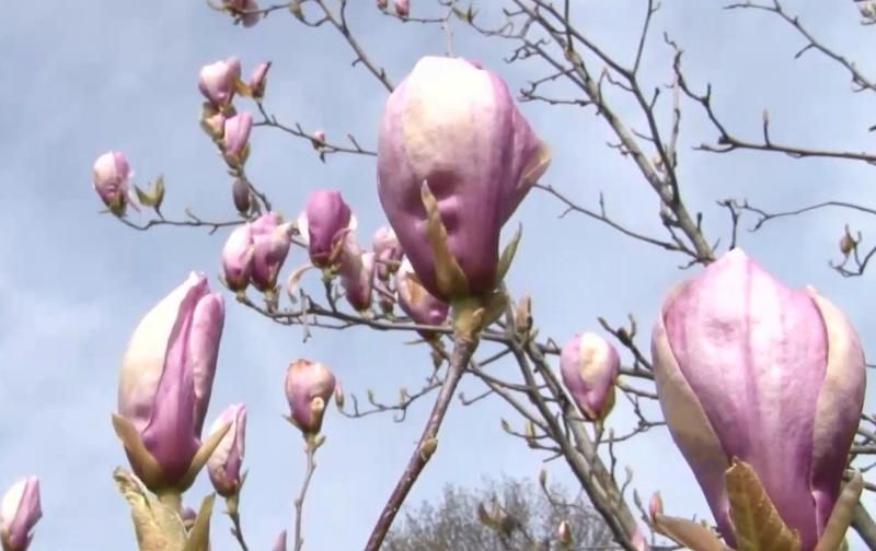 Как резкое похолодание грозит аграрной промышленности Украины Как резкое похолодание грозит аграрной промышленности Украины