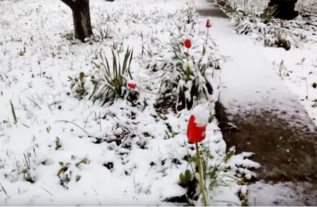 Снігопади атакували Крим: з’явилися вражаючі кадри Снігопади атакували Крим: з’явилися вражаючі кадри