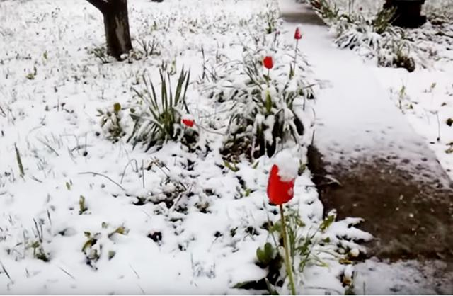 Снегопады атаковали Крым: появились впечатляющие кадры