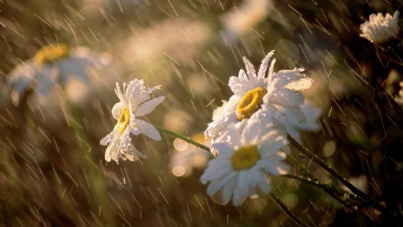 Прогноз погоди в Києві на 26 квітня: погода в Україні Прогноз погоди в Києві на 26 квітня: погода в Україні