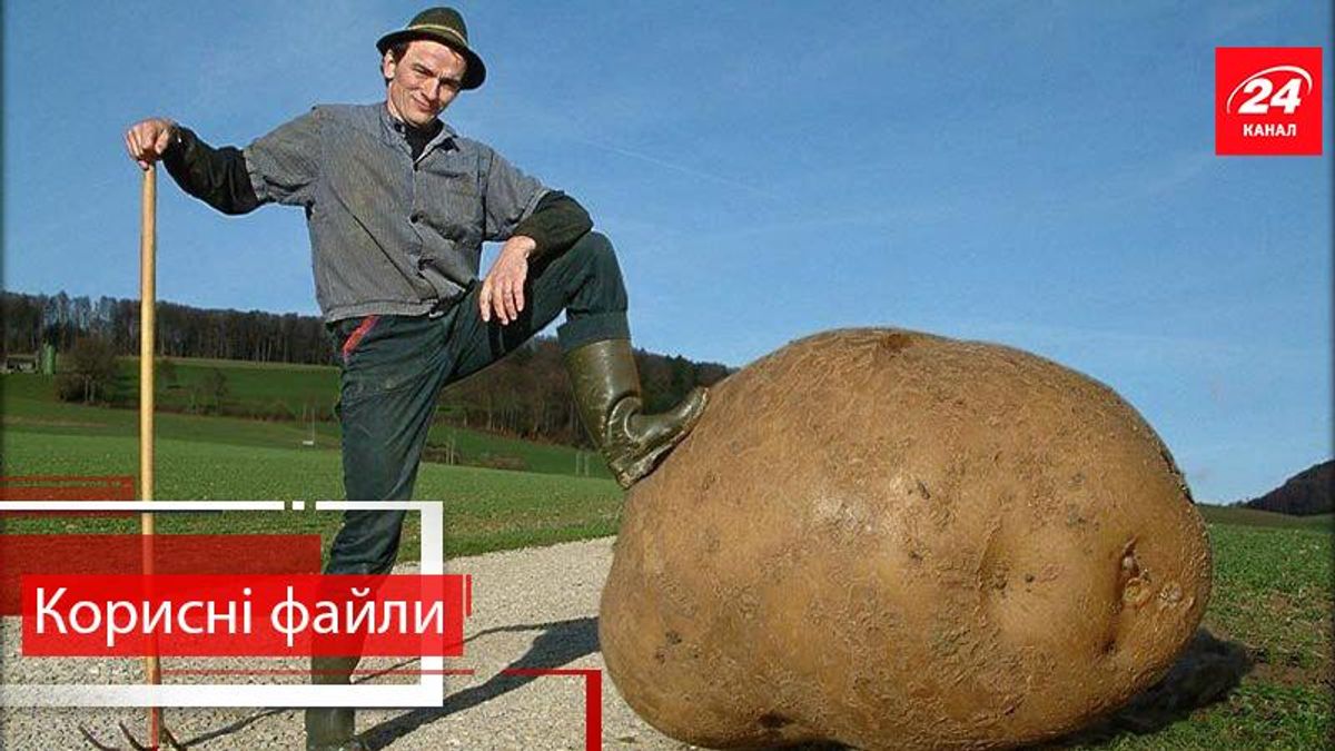 Корисні файли. Як правильно посадити картоплю, щоб отримати гарний врожай