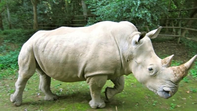 Популяцию носорогов хотят увеличить с помощью онлайн-знакомств