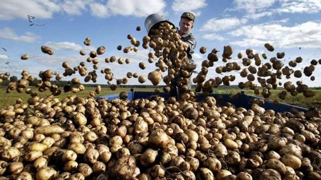 Мінімум затрат і максимум урожаю: секрети вирощування картоплі