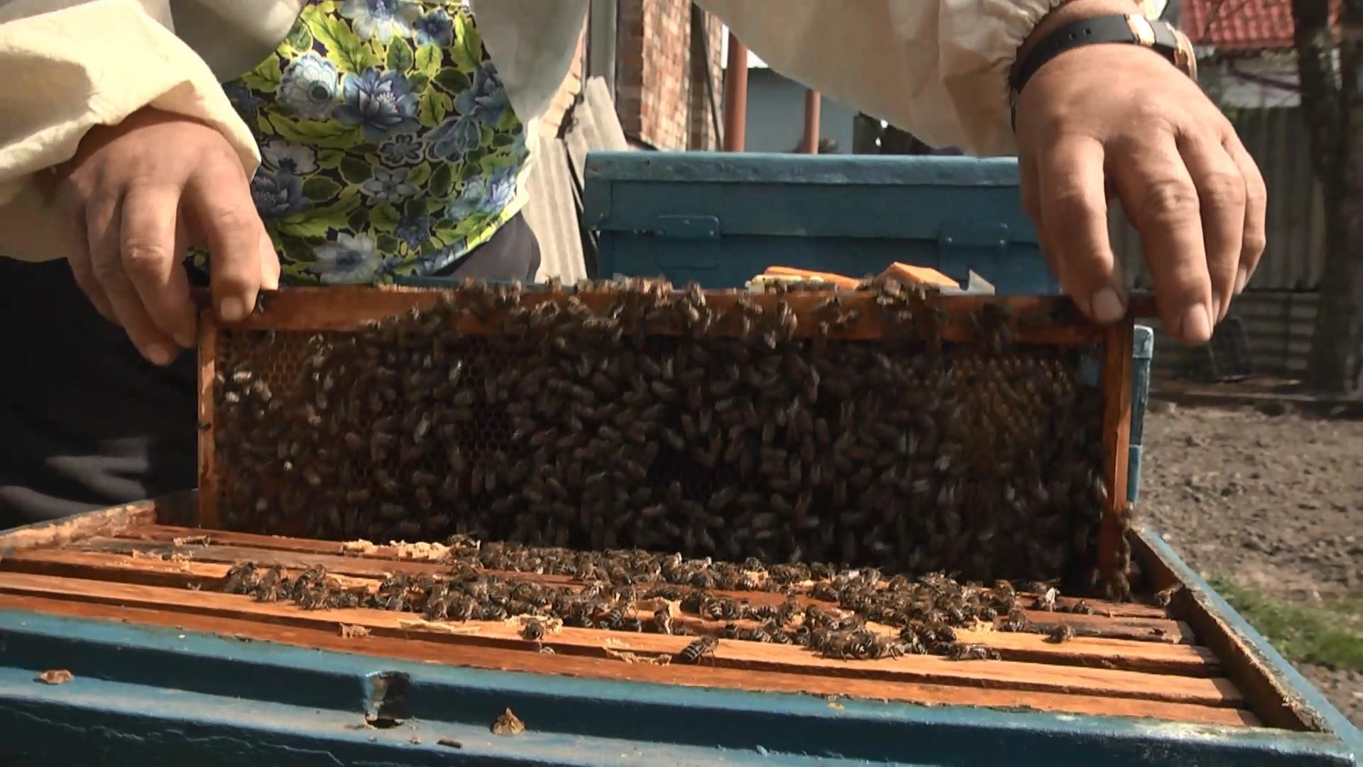 Українське ноу-хау дозволяє керувати пасіками онлайн Українське ноу-хау дозволяє керувати пасіками онлайн