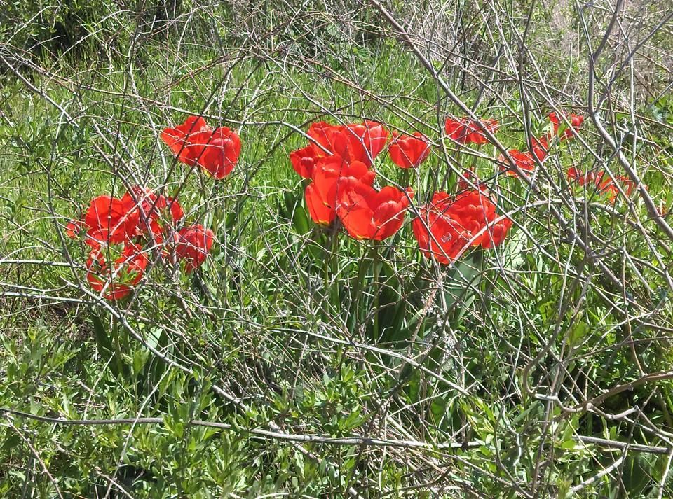 Контрасты войны: весенний репортаж из разгромленного Широкино Контрасты войны: весенний репортаж из разгромленного Широкино