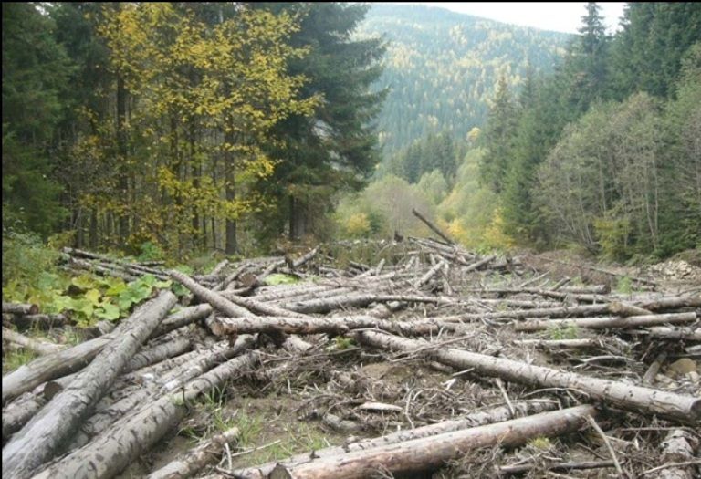 Україна, яка хворіє на "безліс": вирубки, пожежі і корупція