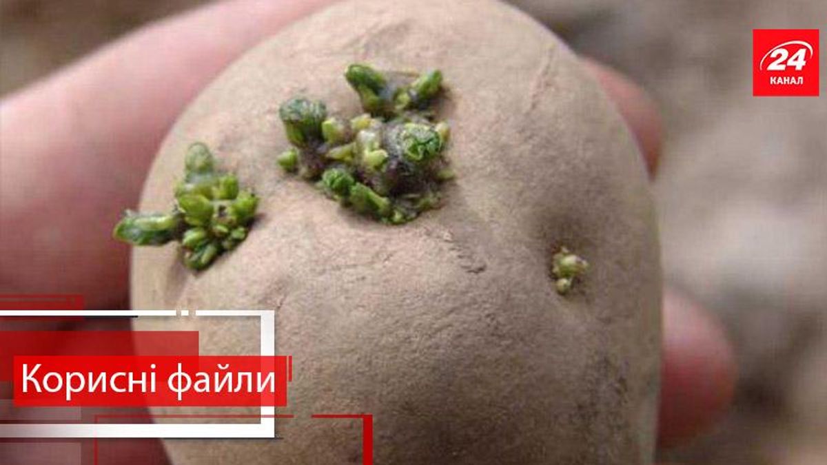 Корисні файли. Краще. Що потрібно знати для вирощування картоплі Корисні файли. Краще. Що потрібно знати для вирощування картоплі
