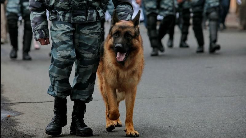 К охране порядка во время Евровидения привлекли около 50 служебных собак