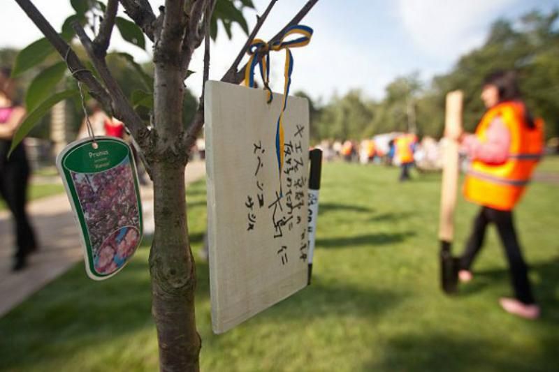 Найдовша алея сакур розцвіла у Києві
Найдовша алея сакур розцвіла у Києві