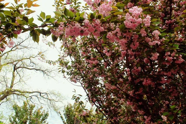 Сакури в Закарпатті Сакури в Закарпатті