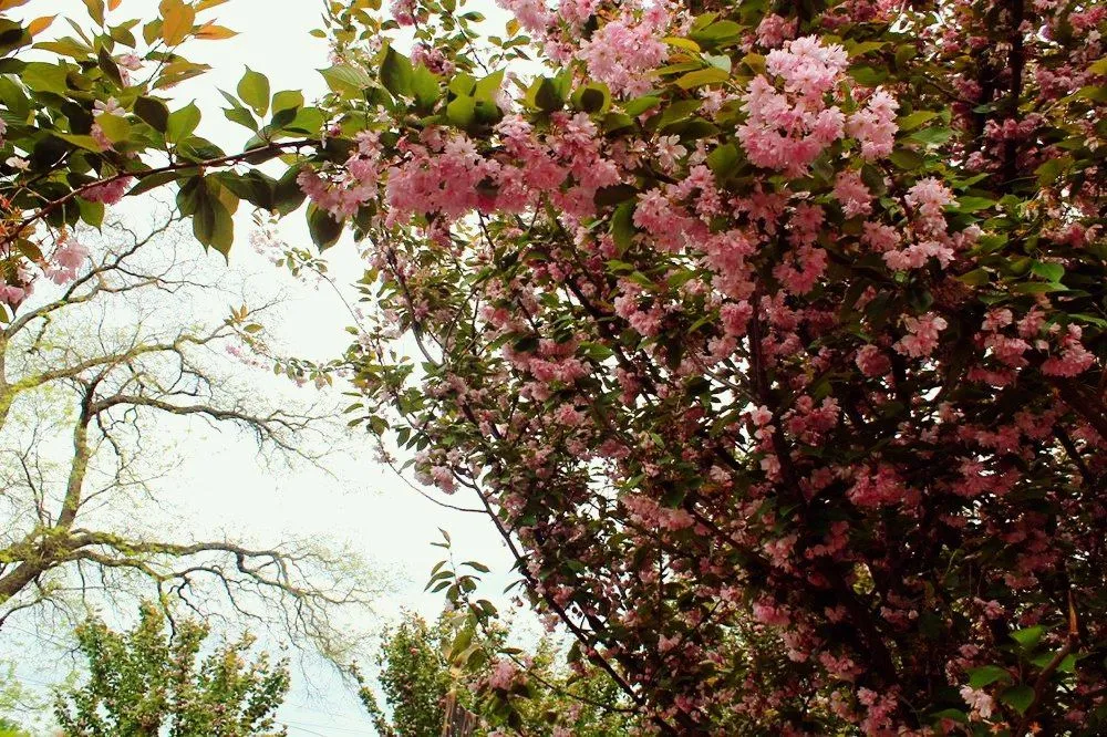 Сакури в Закарпатті Сакури в Закарпатті