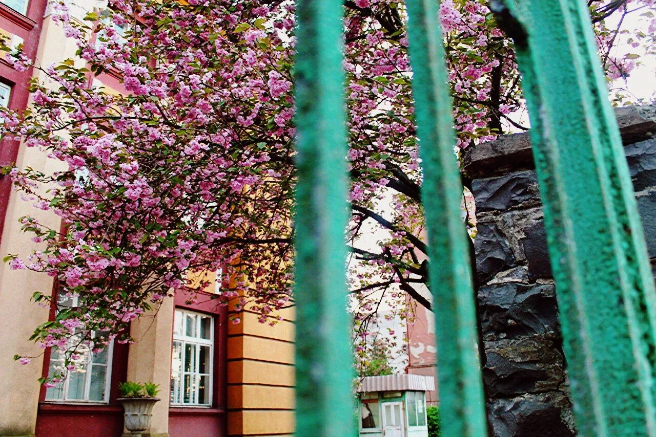 Сакури в Ужгороді Сакури в Ужгороді