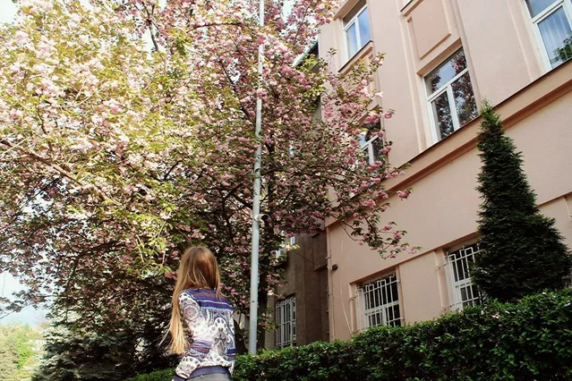 Сакури в Закарпатті Сакури в Закарпатті