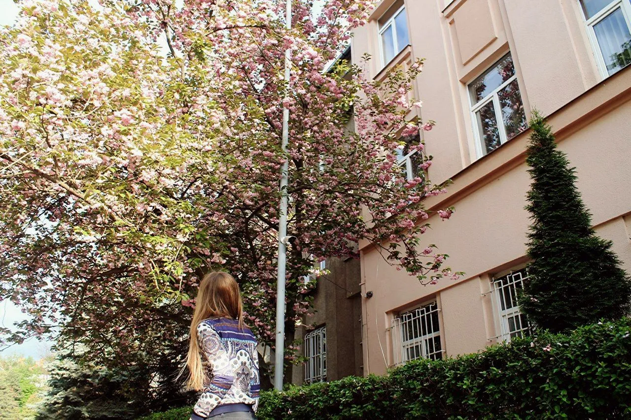 Сакури в Закарпатті Сакури в Закарпатті