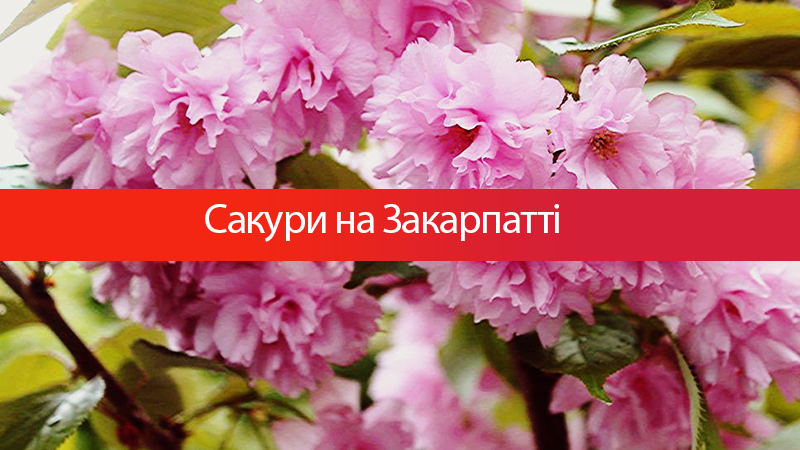 Серед відтінків рожевого: цікаві факти про сакури на Закарпатті