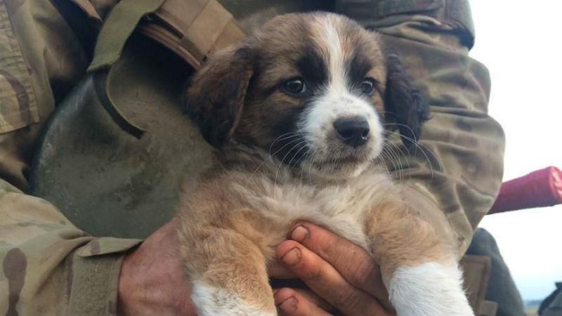 Собаки в зоні АТО стають для військовослужбовців справжніми побратимами Собаки в зоні АТО стають для військовослужбовців справжніми побратимами