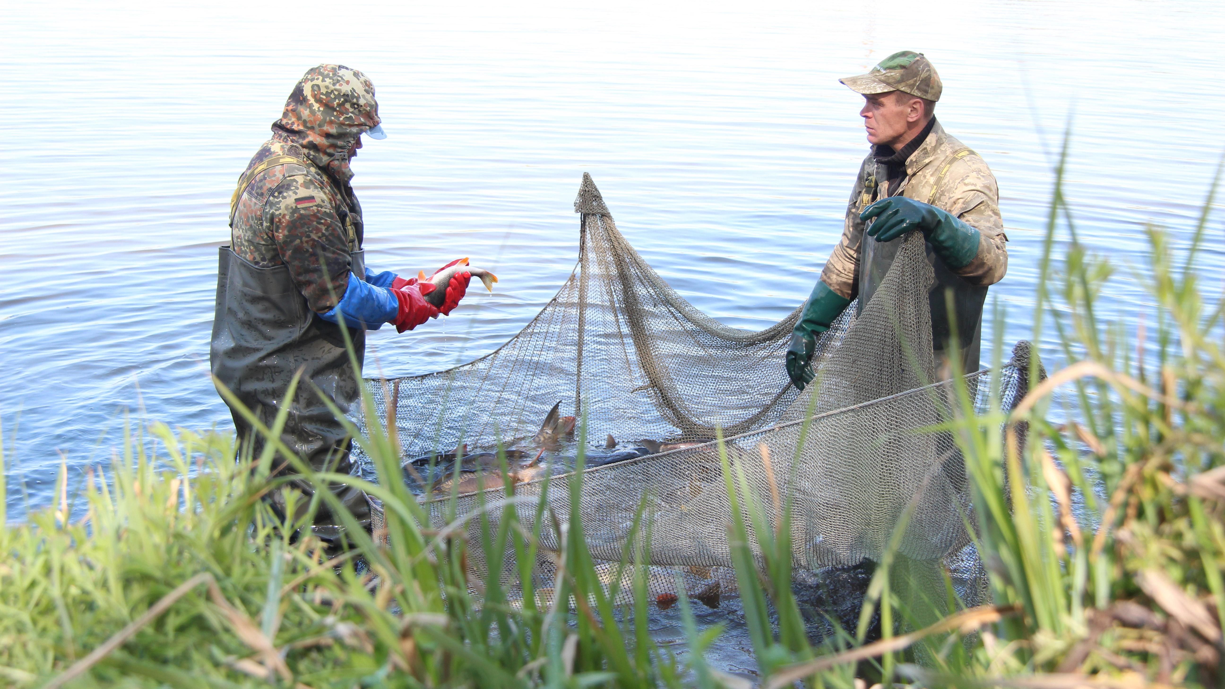 Как зарыбляют большие реки и за чьи деньги Как зарыбляют большие реки и за чьи деньги