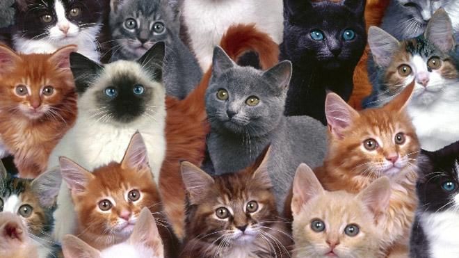 У київському зоопарку збудують "котохату" У київському зоопарку збудують "котохату"