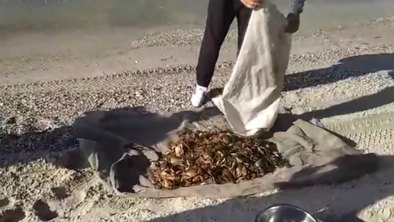 Браконьєрів зловили з крабами майже на 9 мільйонів гривень
Браконьєрів зловили з крабами майже на 9 мільйонів гривень