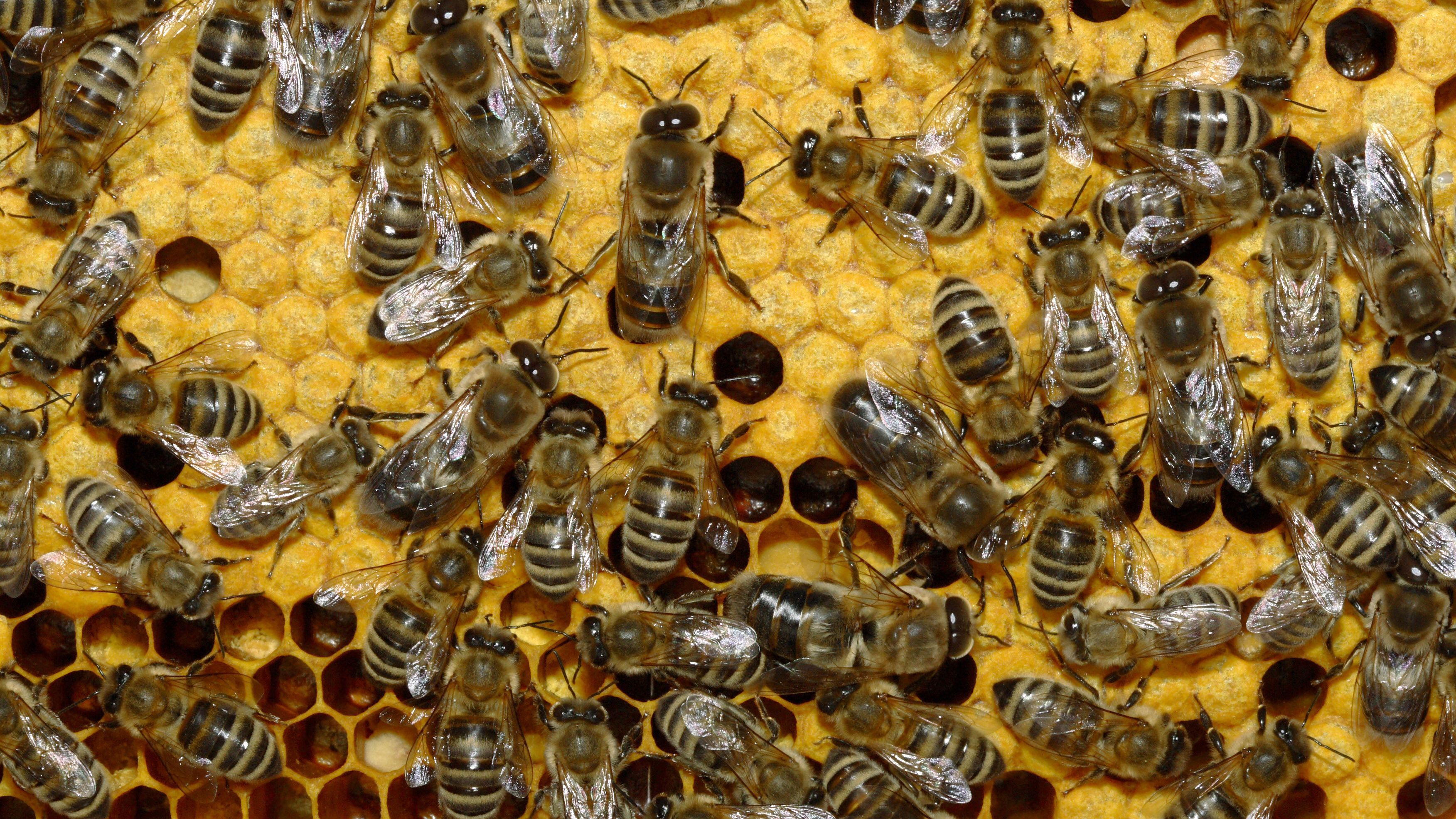 Незвична крадіжка: у Великобританії вкрали 24 тисячі бджіл